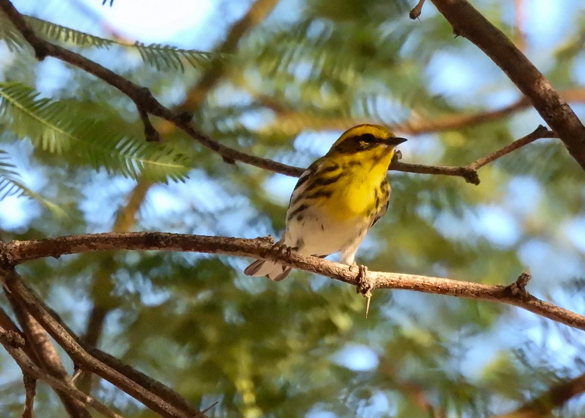 Townsend's Warbler - ML624270389