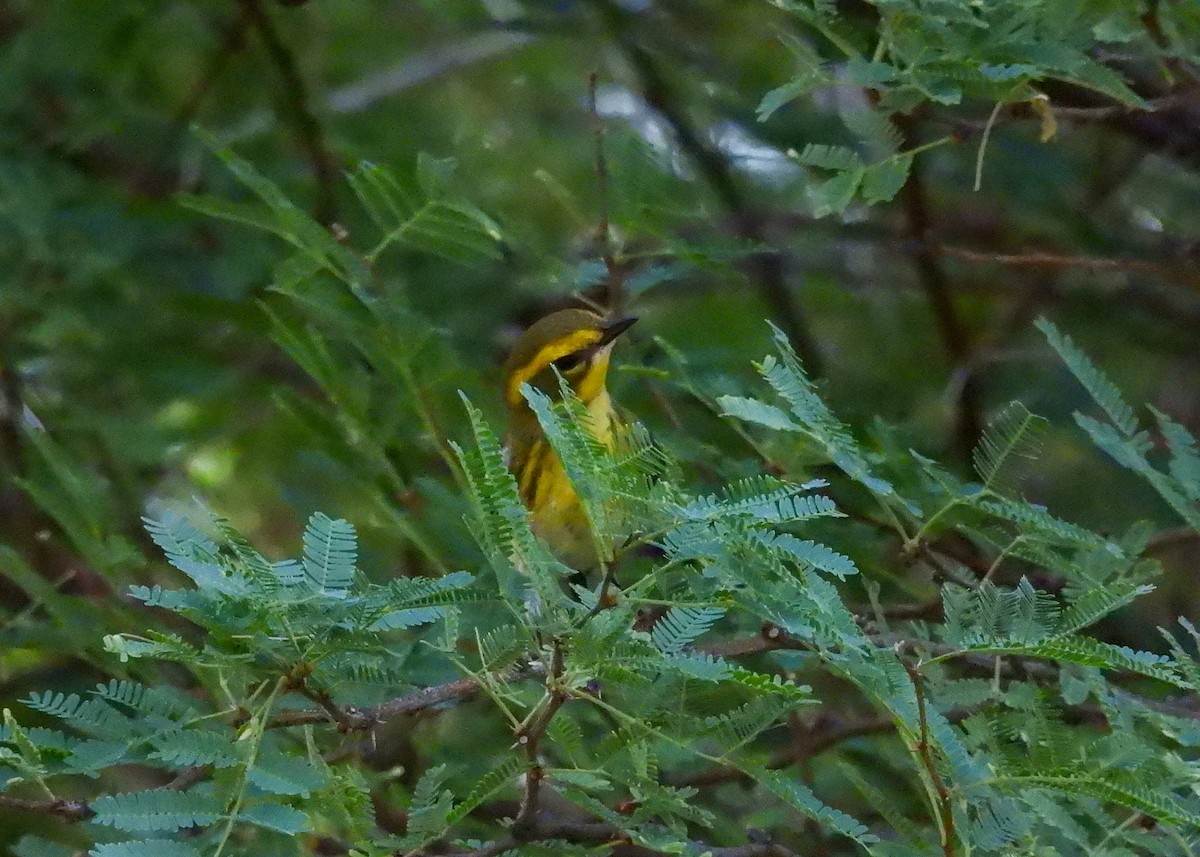 Townsend's Warbler - ML624270390