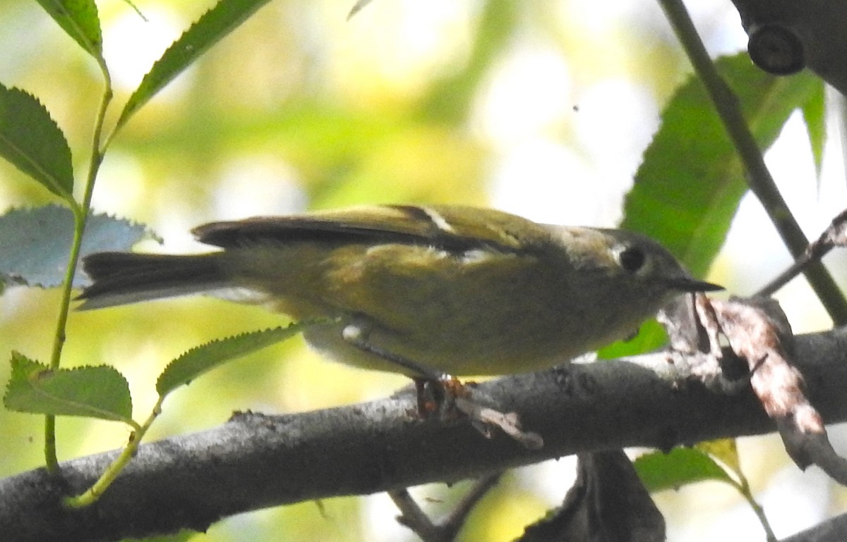 Ruby-crowned Kinglet - Lucio 'Luc' Fazio