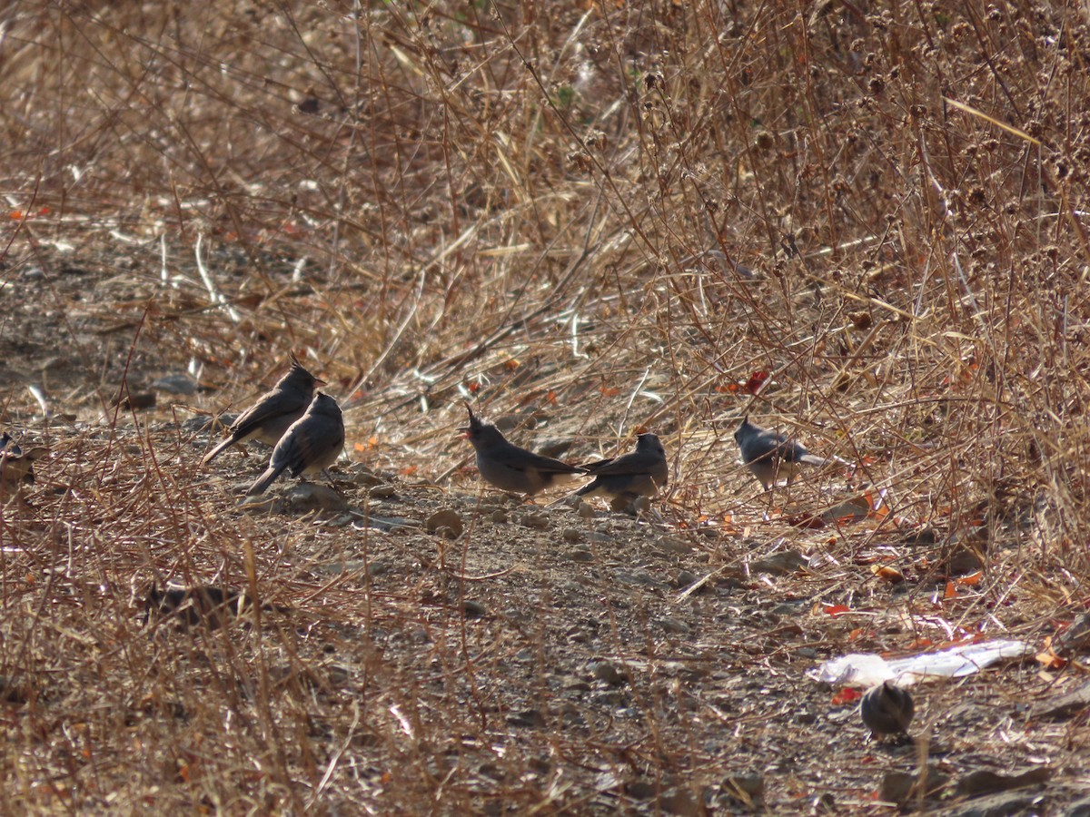 Gray-crested Finch - ML624270393