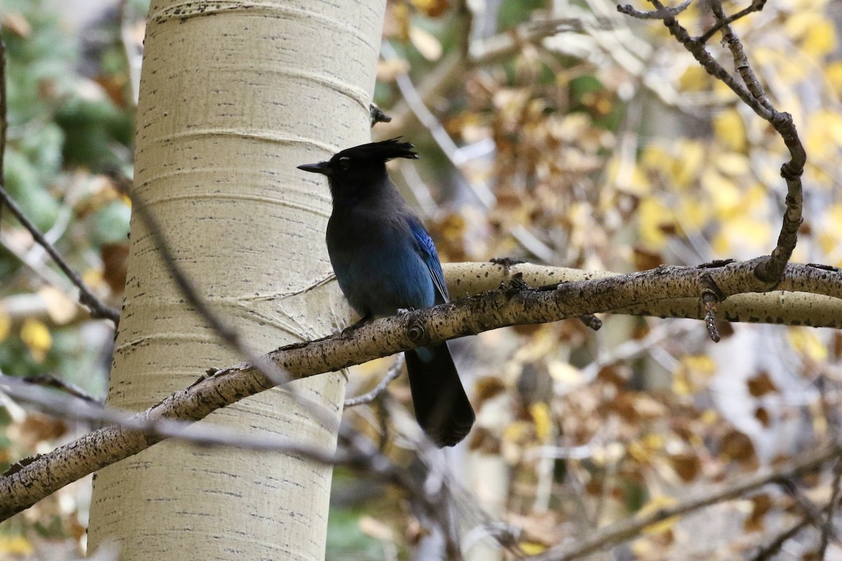 Steller's Jay - ML624270396