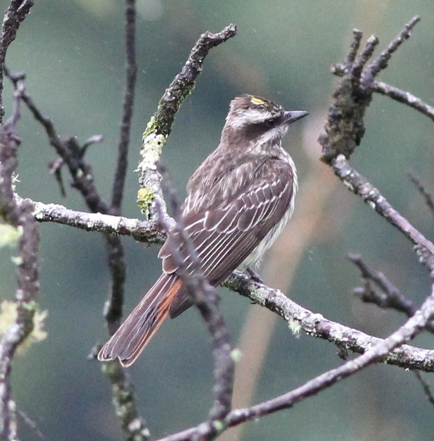 Variegated Flycatcher - ML62427041