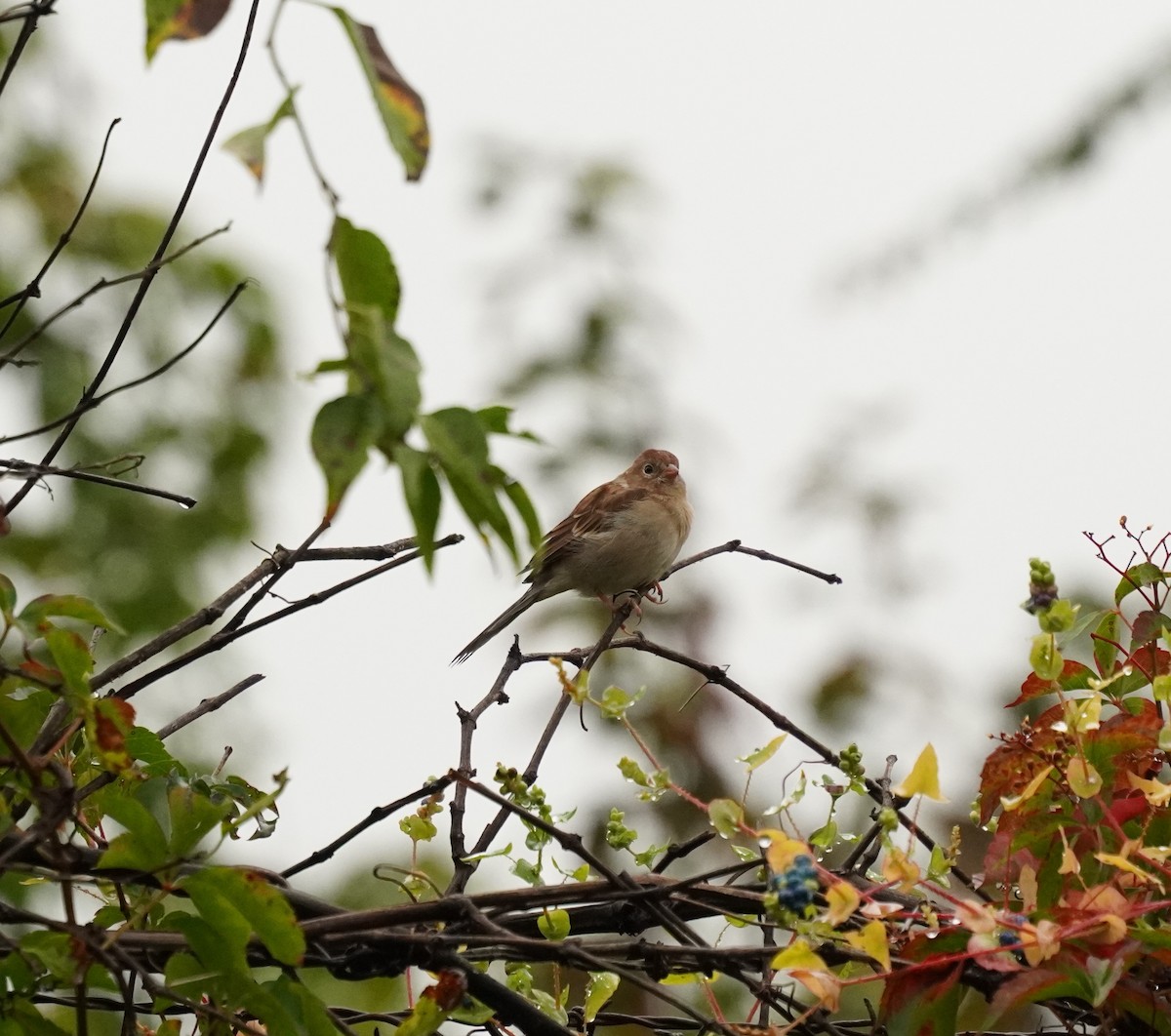 Field Sparrow - ML624270473