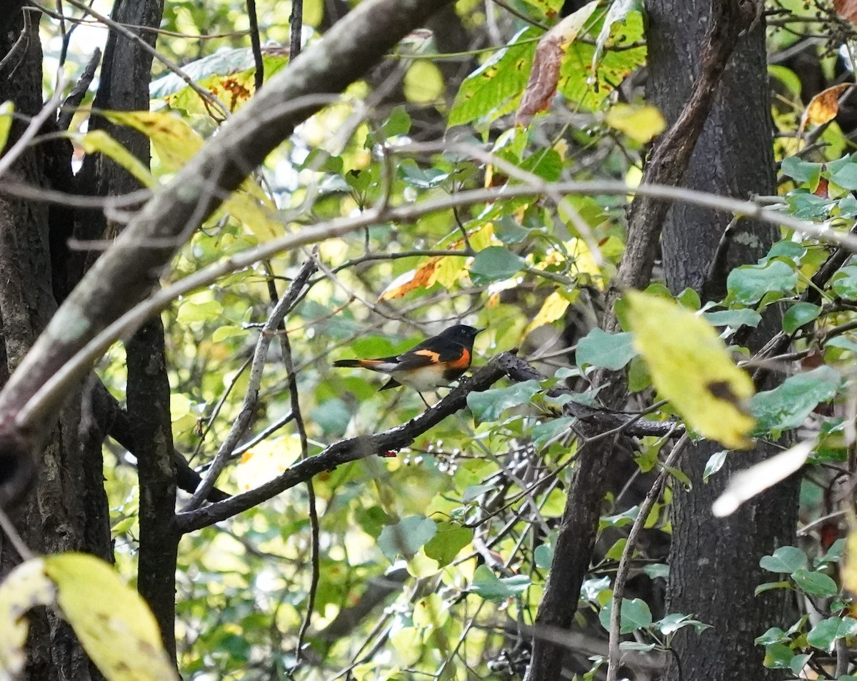 American Redstart - ML624270485