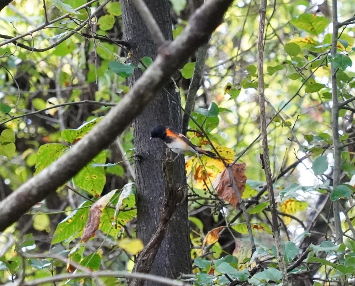 American Redstart - Bryce Johnson