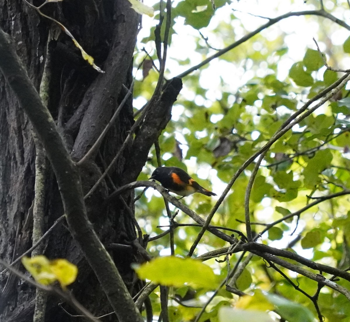 American Redstart - ML624270487