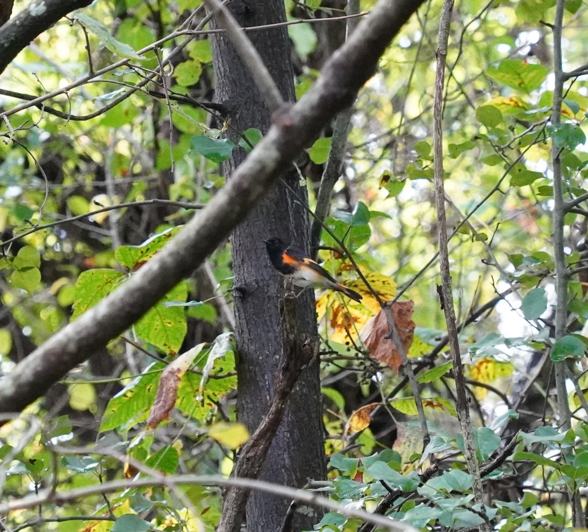 American Redstart - ML624270488