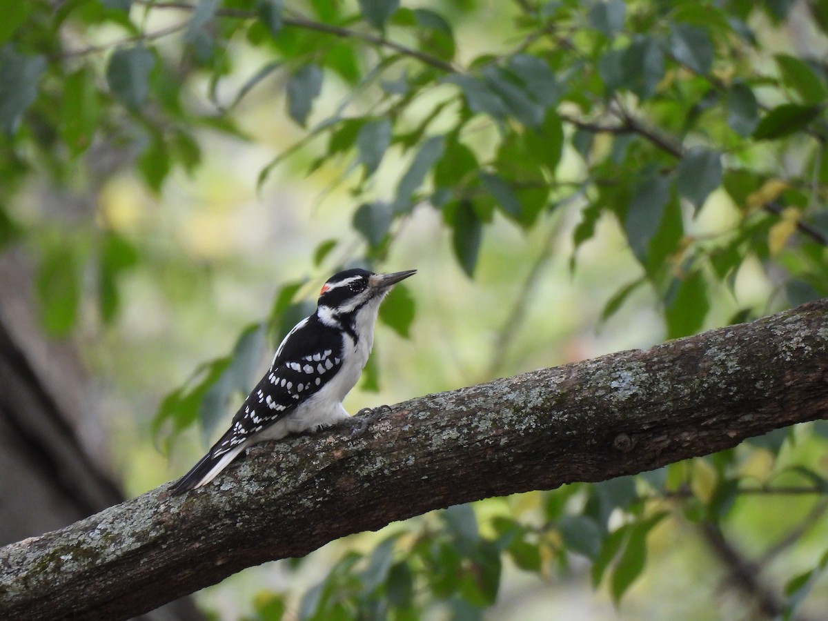 Hairy Woodpecker - ML624270584