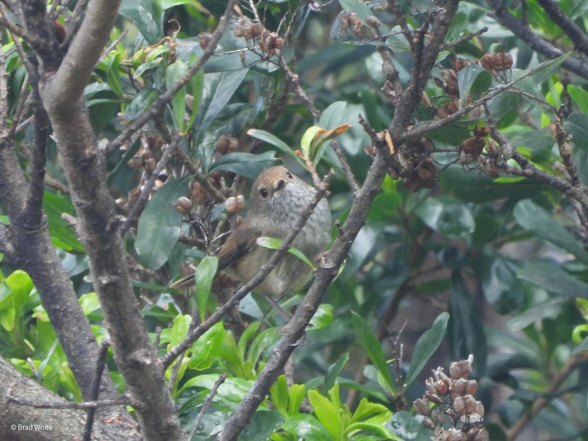 Brown Thornbill - ML624270750