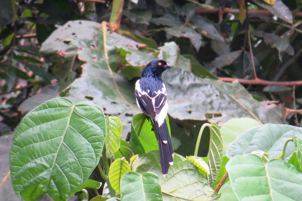 Magpie Tanager - ML624270912