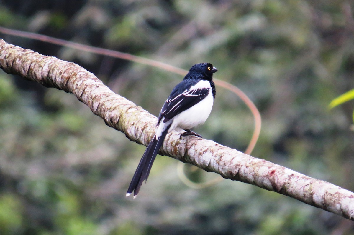 Magpie Tanager - ML624270913