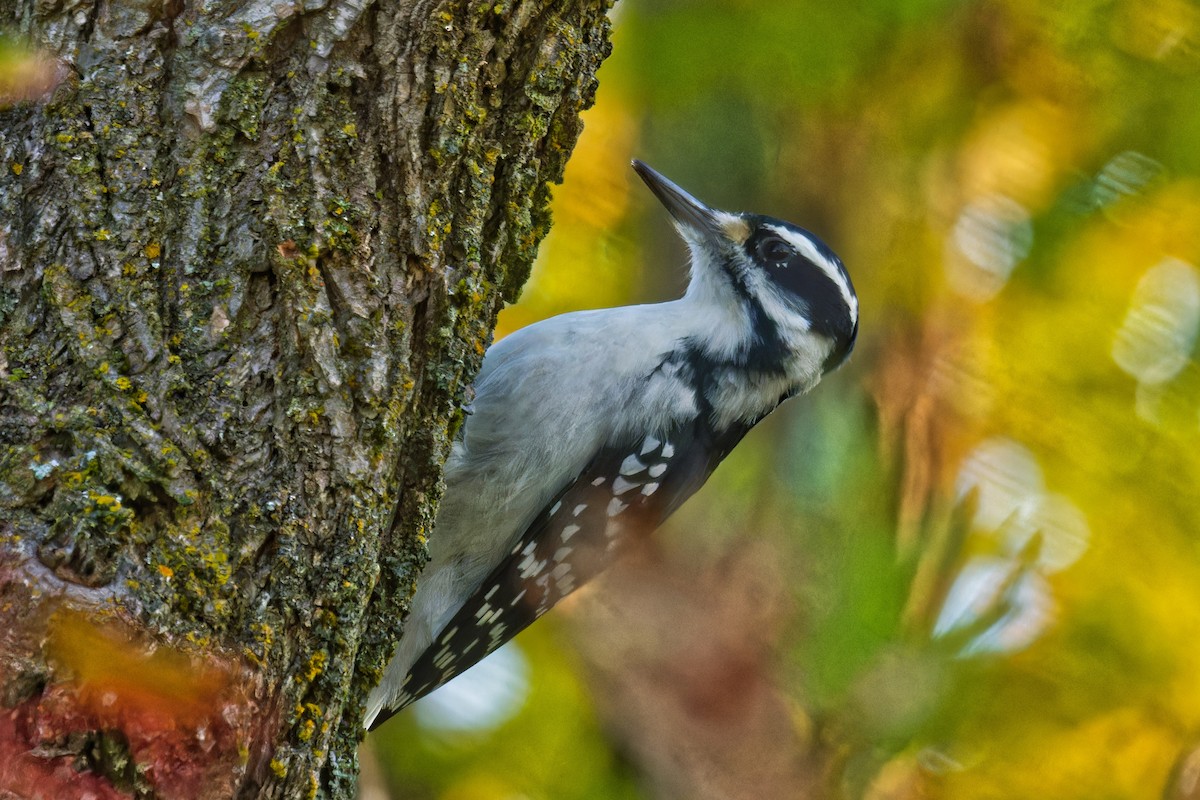 Hairy Woodpecker - ML624271117