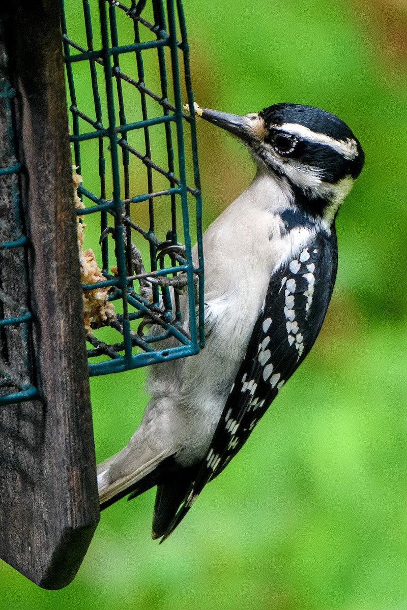 Hairy Woodpecker - ML624271136