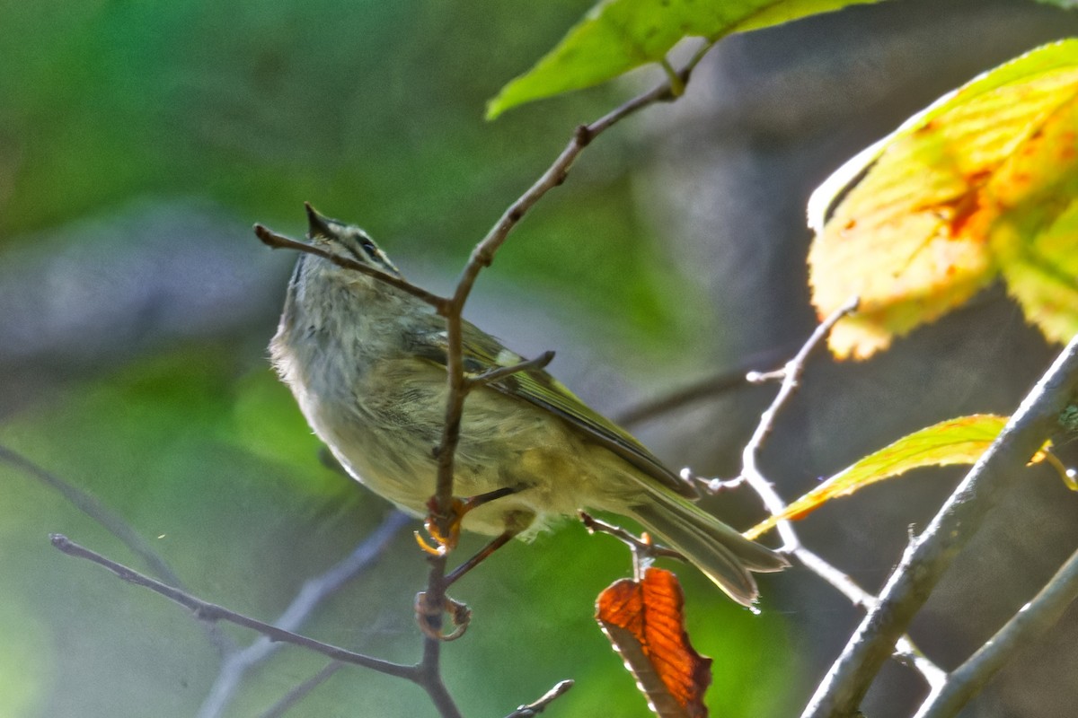 Golden-crowned Kinglet - ML624271146