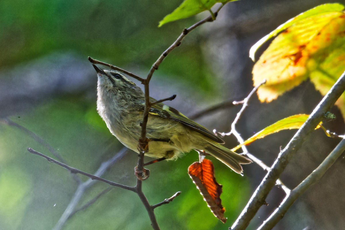 Golden-crowned Kinglet - ML624271148