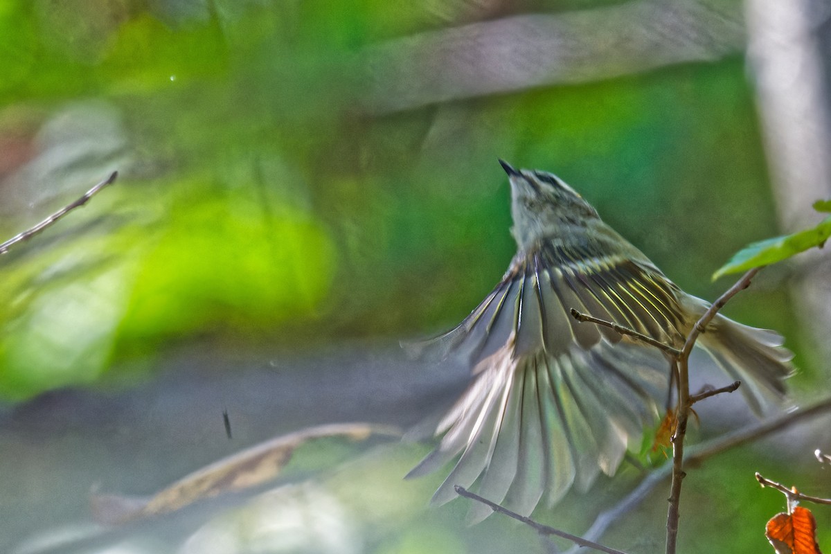Golden-crowned Kinglet - ML624271149