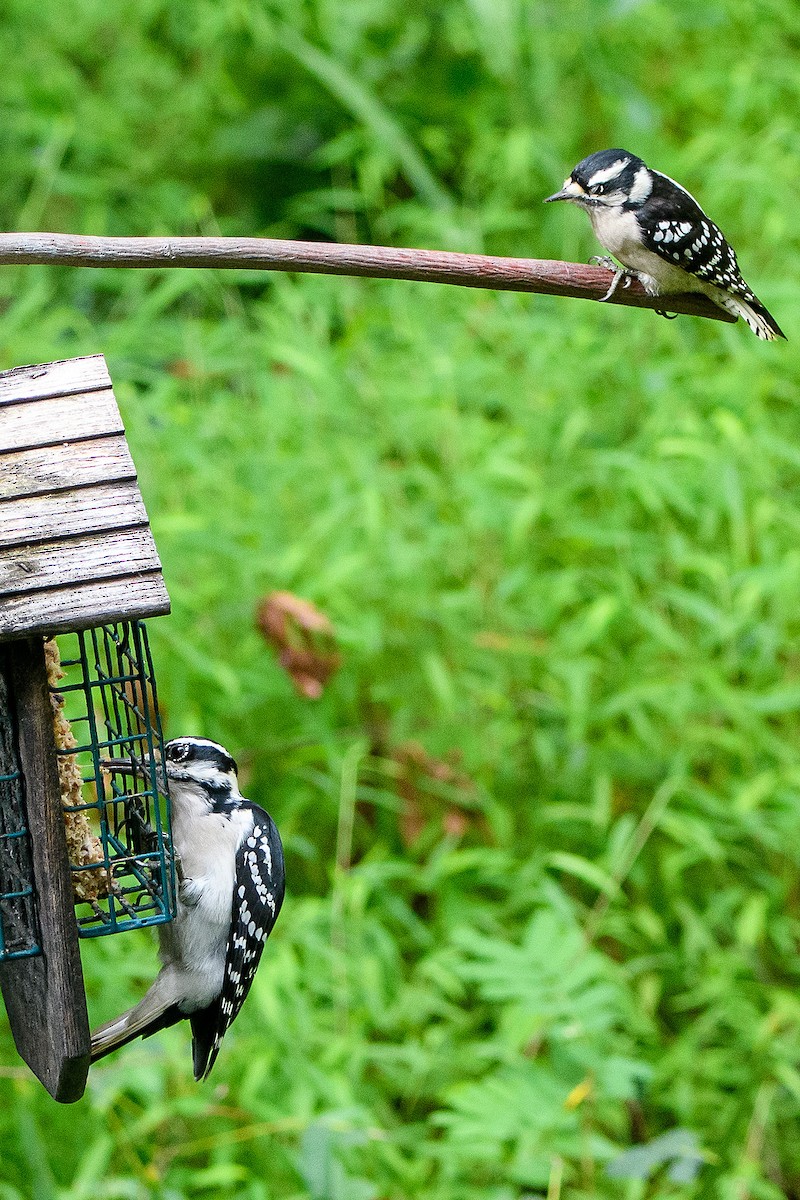 Hairy Woodpecker - ML624271208