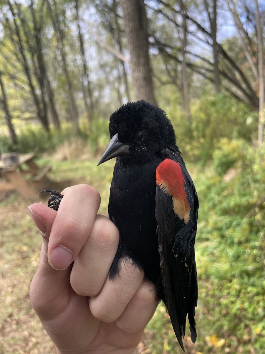 Red-winged Blackbird - ML624271327