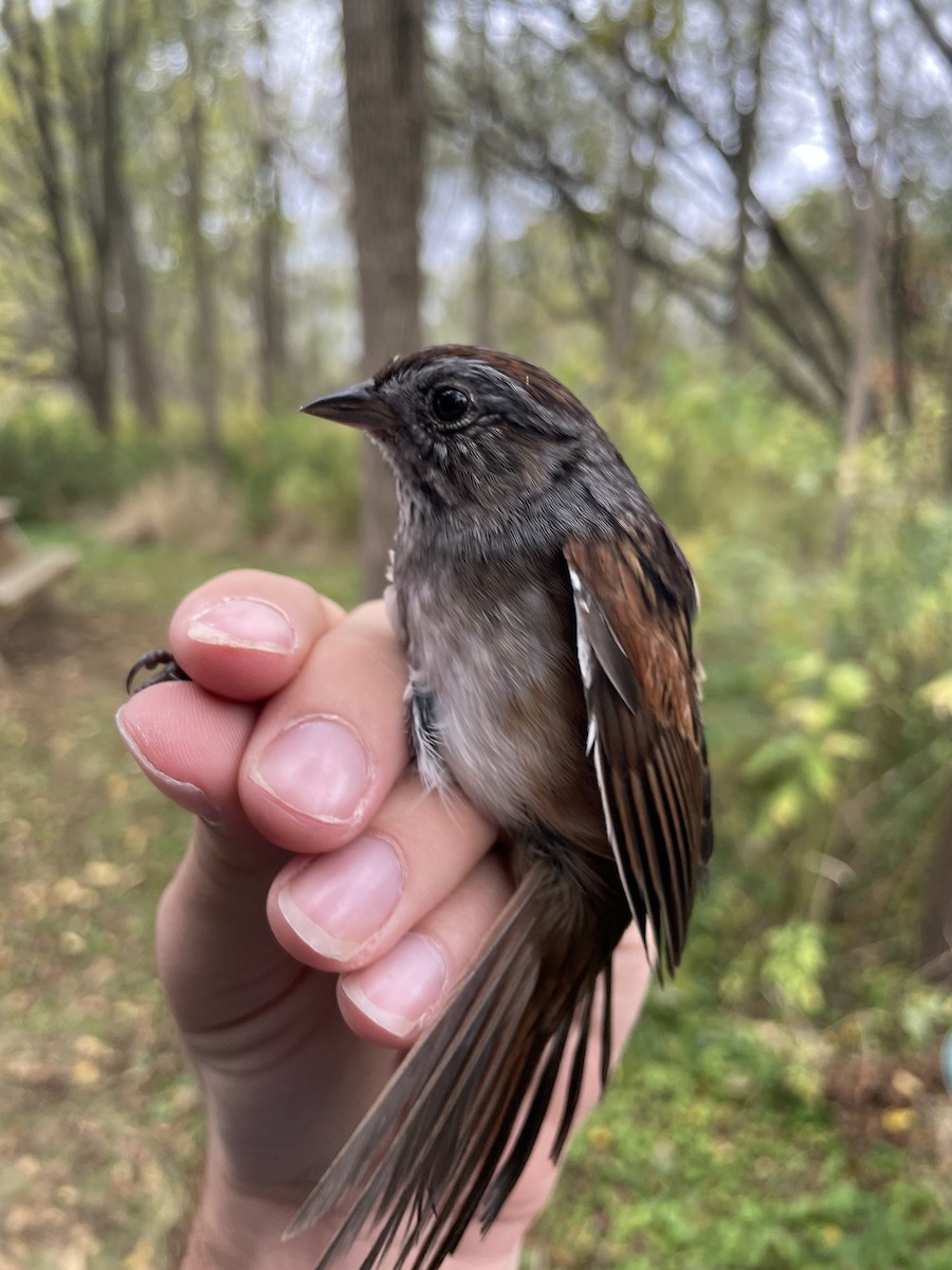 Swamp Sparrow - ML624271338