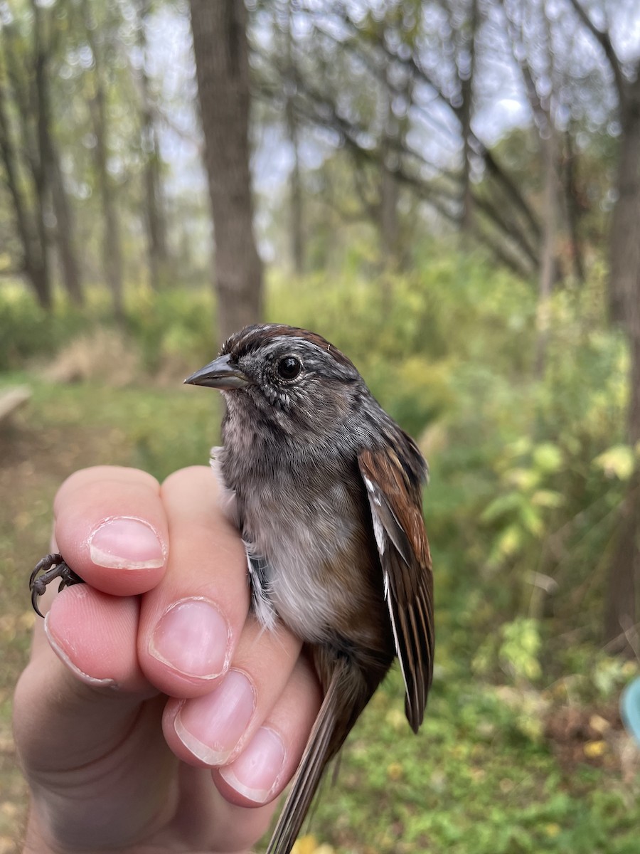 Swamp Sparrow - ML624271339