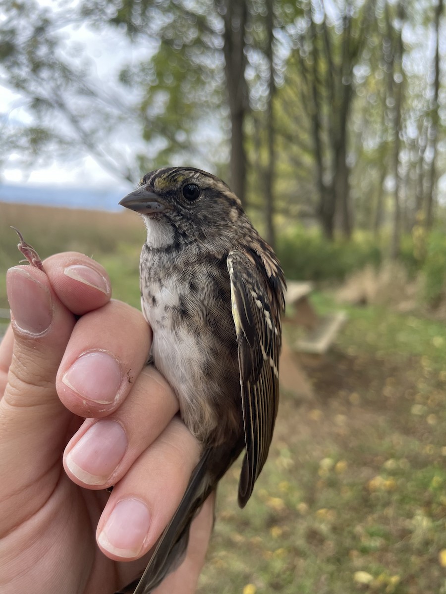 White-throated Sparrow - ML624271359