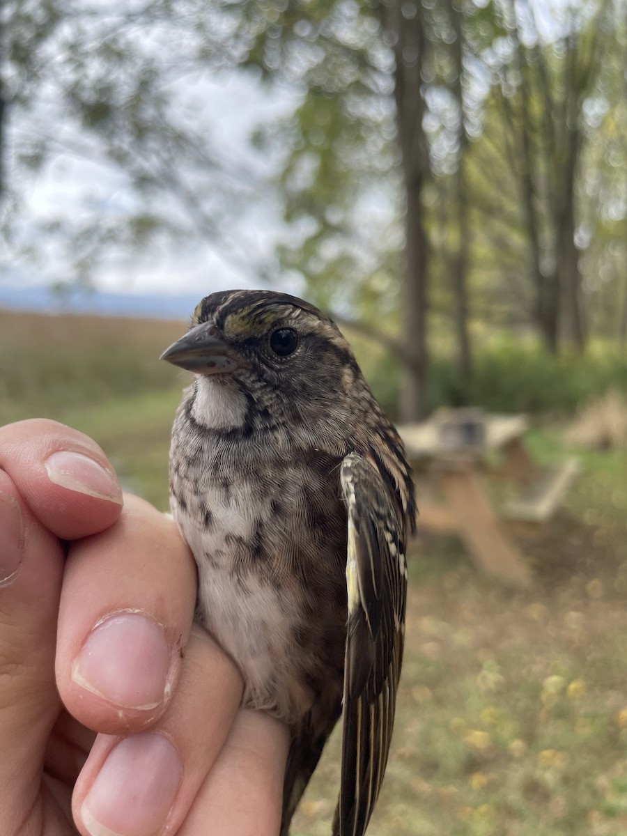 White-throated Sparrow - ML624271360