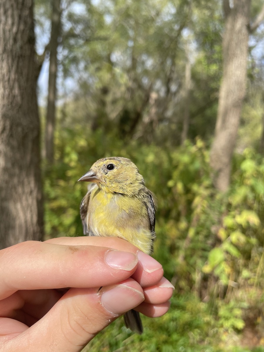 Chardonneret jaune - ML624271366