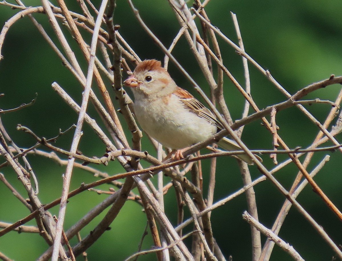 Field Sparrow - ML624271417