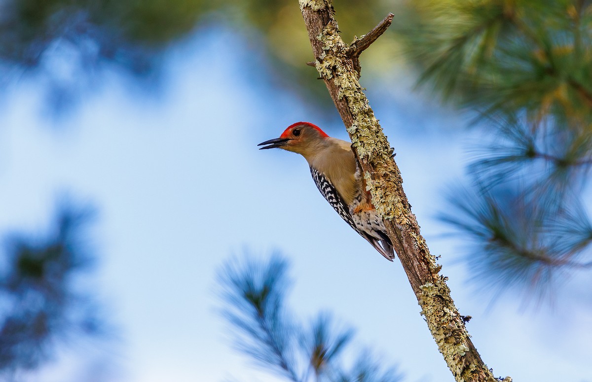 Red-bellied Woodpecker - ML624271438