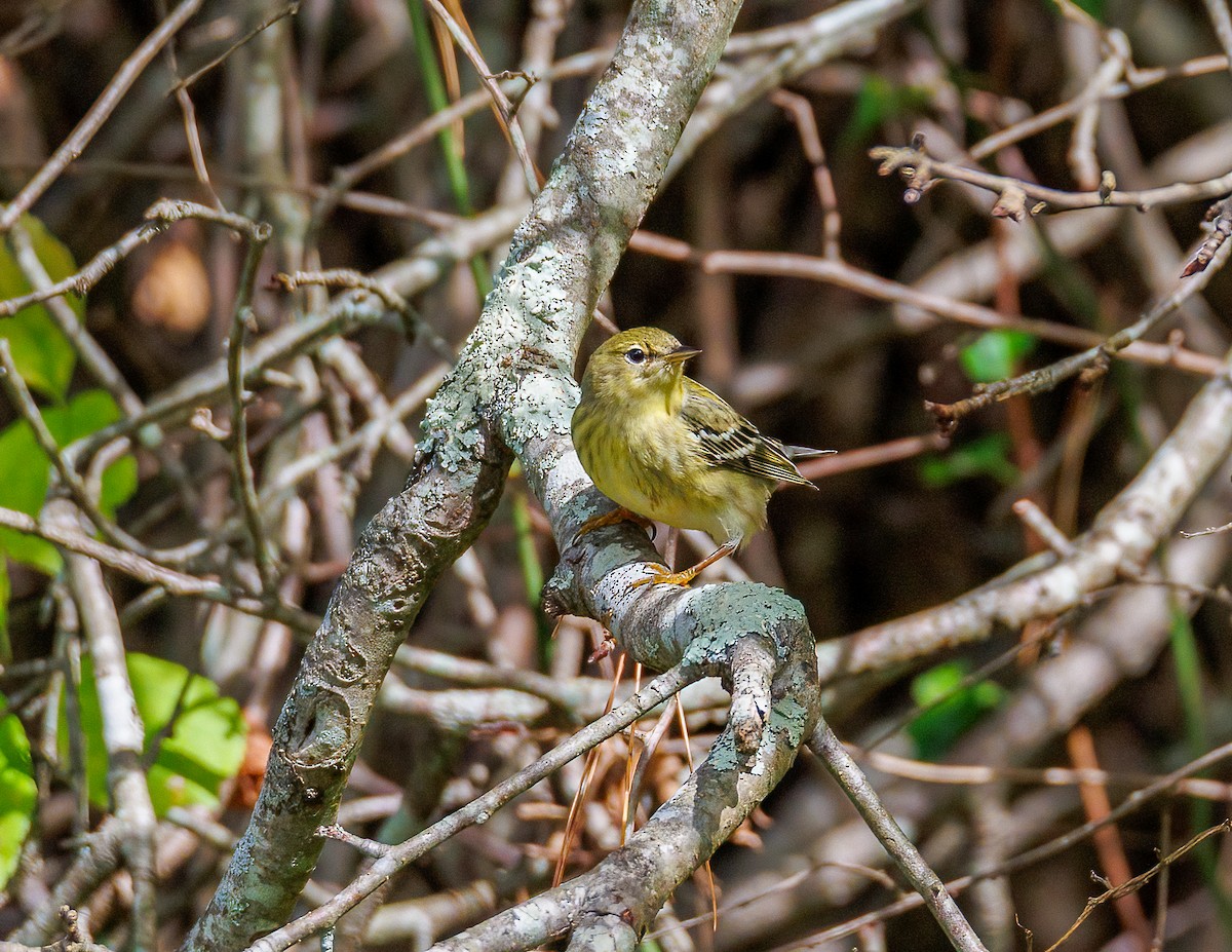 Blackpoll Warbler - ML624271451