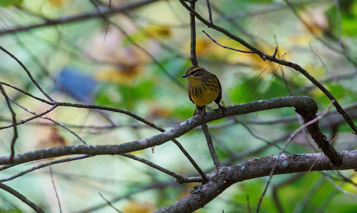 Palm Warbler - Jomo Drew