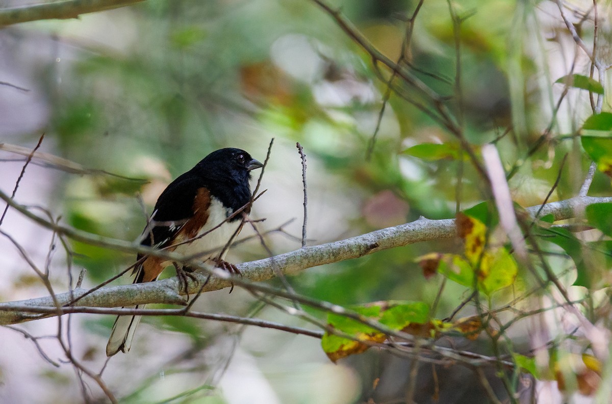 Eastern Towhee - ML624271465