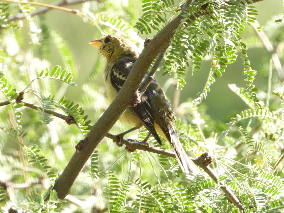 Western Tanager - ML624271505