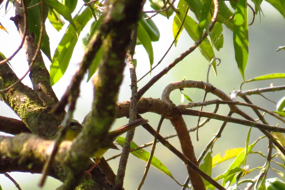 Golden-crowned Warbler - ML624271533