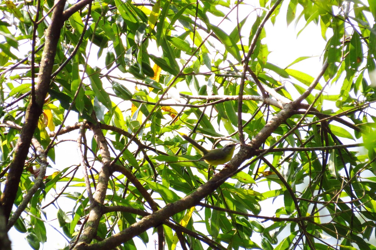 Golden-crowned Warbler - ML624271534