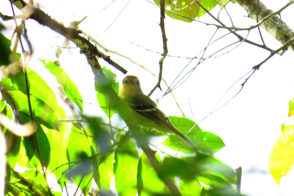 Wing-barred Piprites - ML624271552