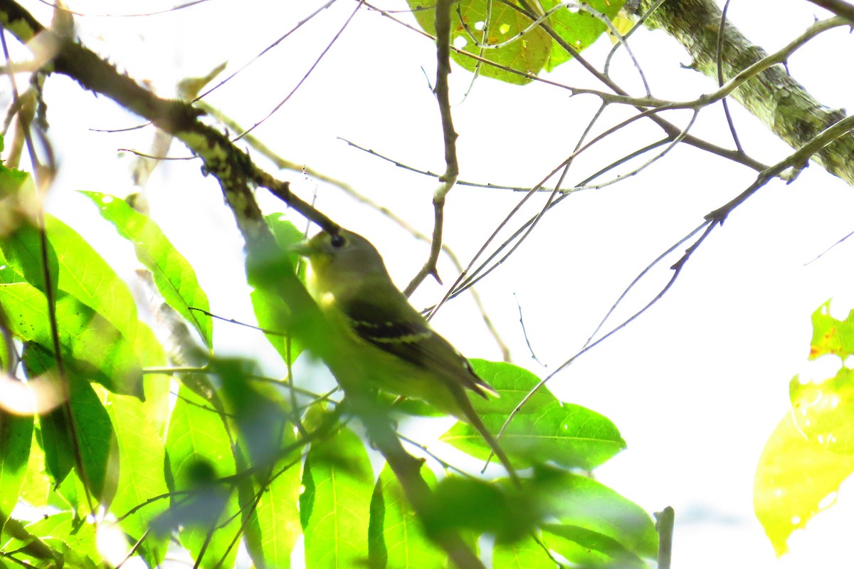 Wing-barred Piprites - ML624271553