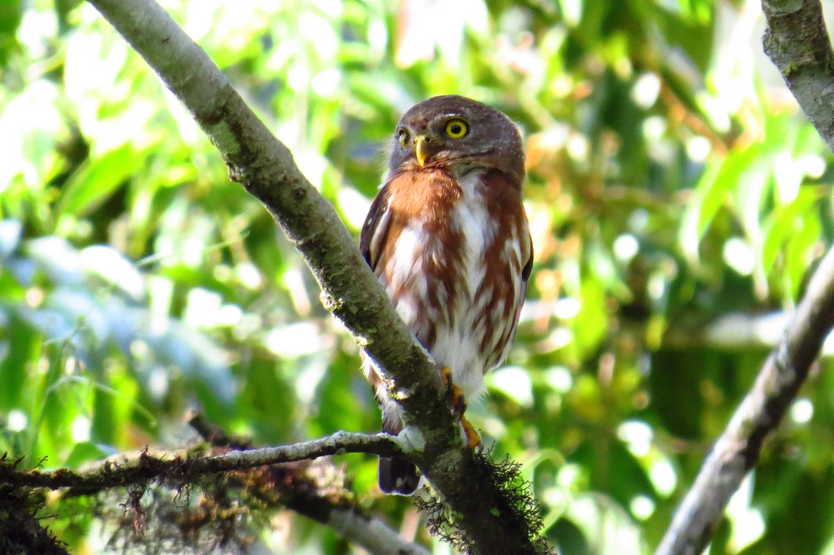 Least Pygmy-Owl - ML624271575