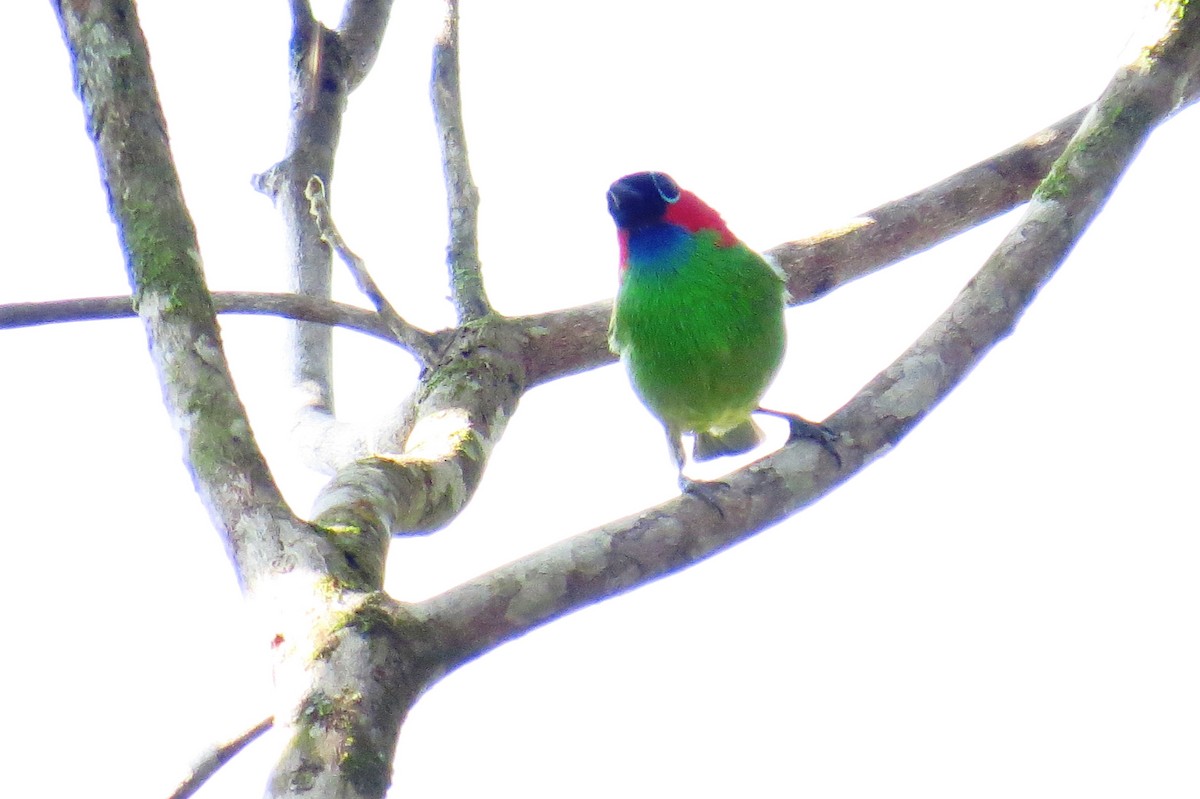 Red-necked Tanager - ML624271589