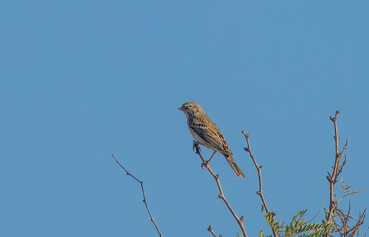 Vesper Sparrow - ML624271590