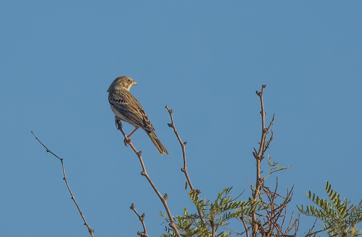 Vesper Sparrow - ML624271592
