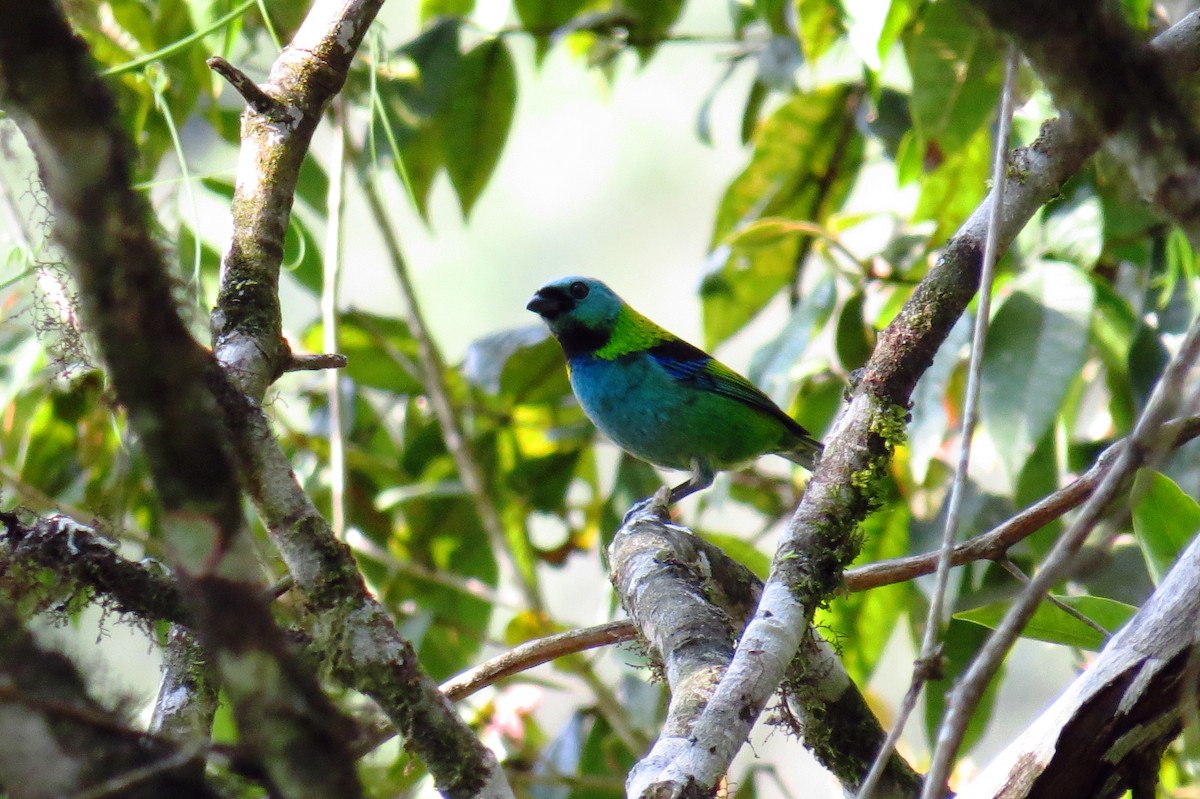 Green-headed Tanager - ML624271622