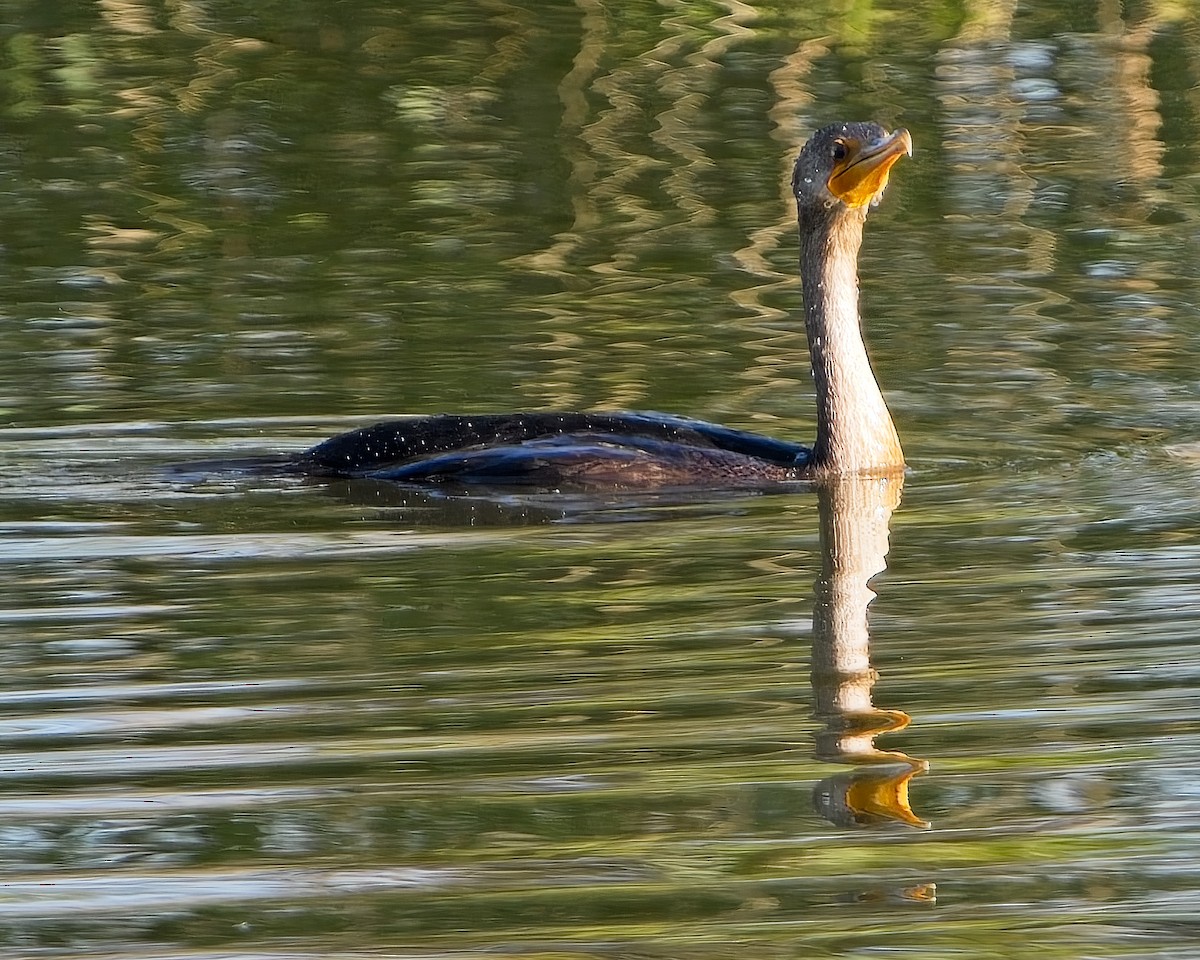 Cormoran à aigrettes - ML624271664