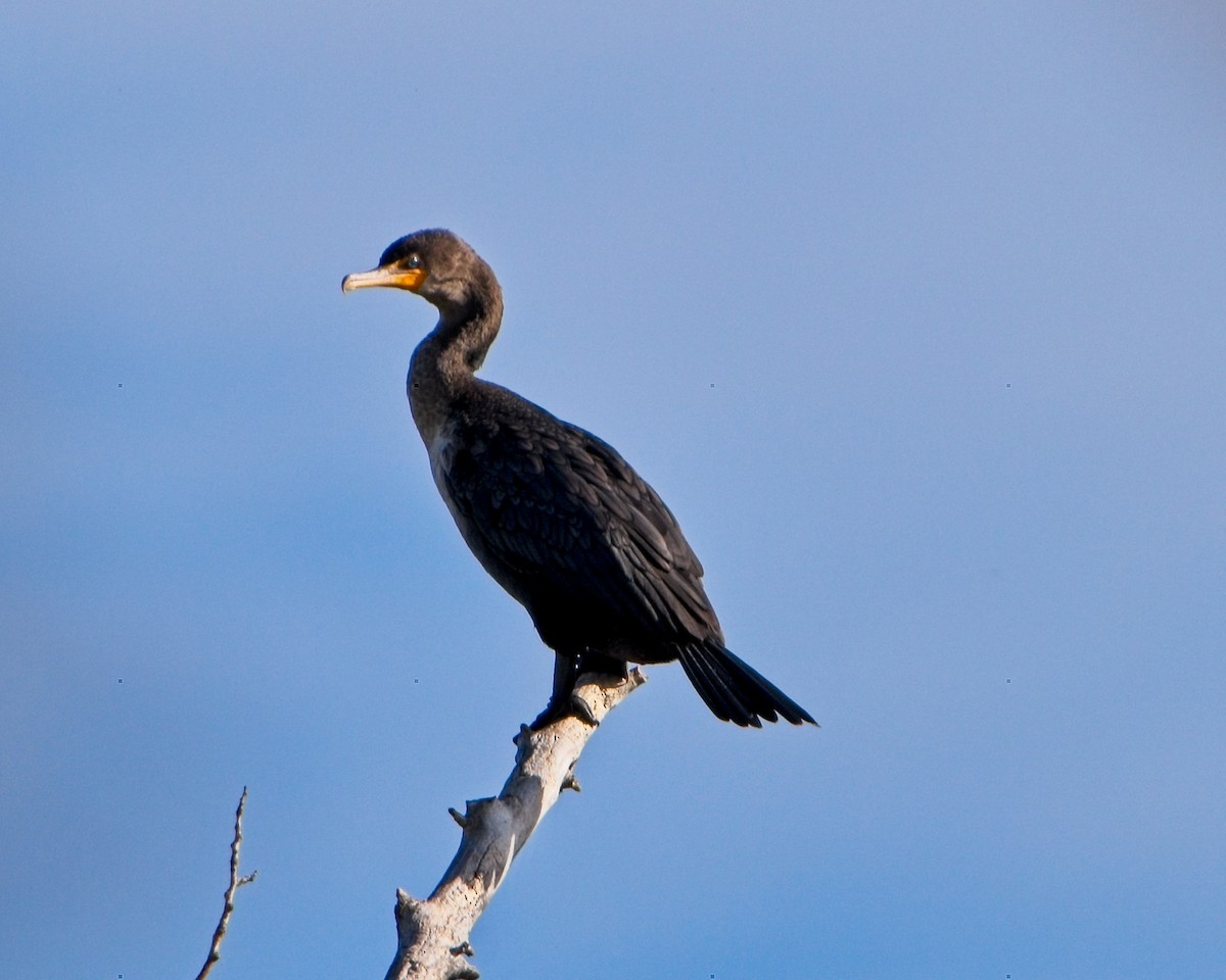 Cormoran à aigrettes - ML624271665
