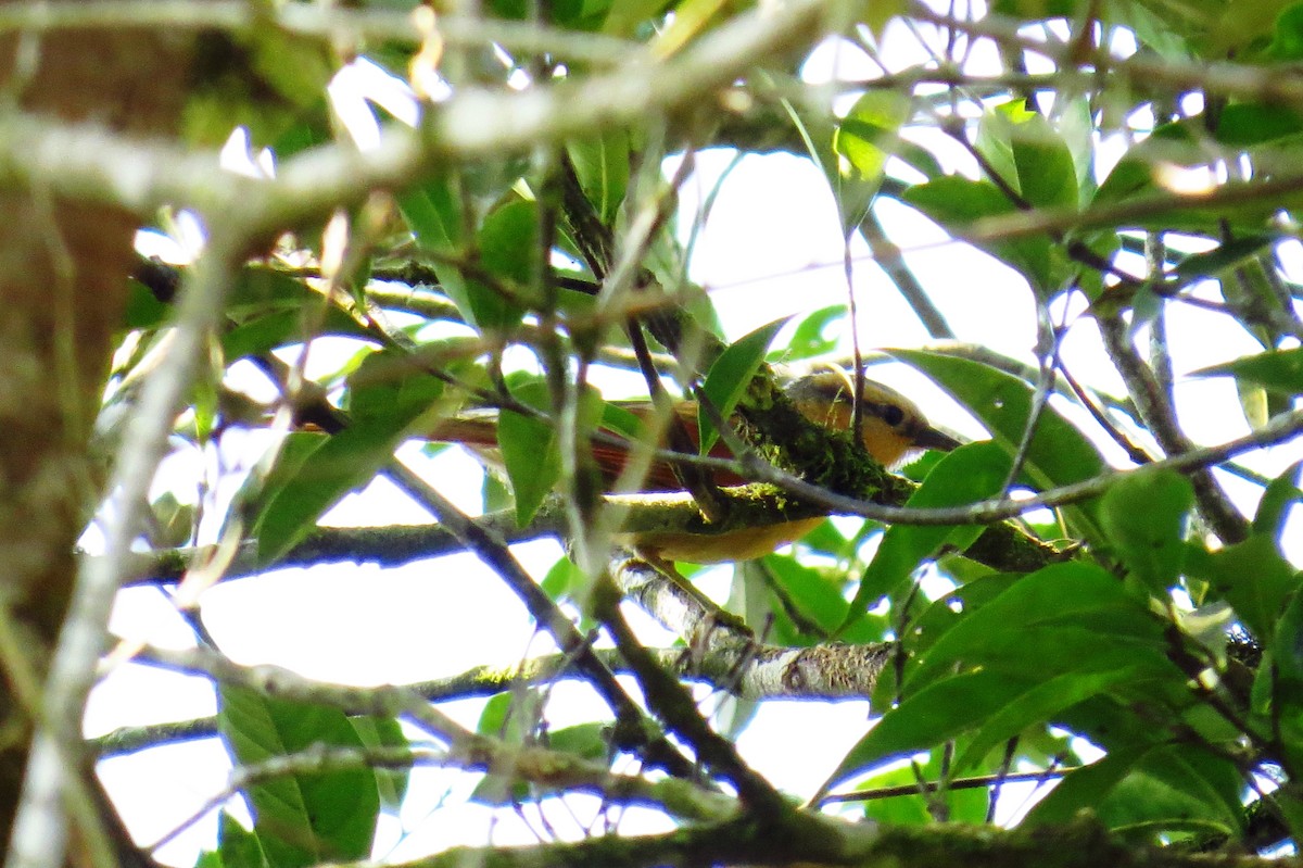 Buff-fronted Foliage-gleaner - ML624271737