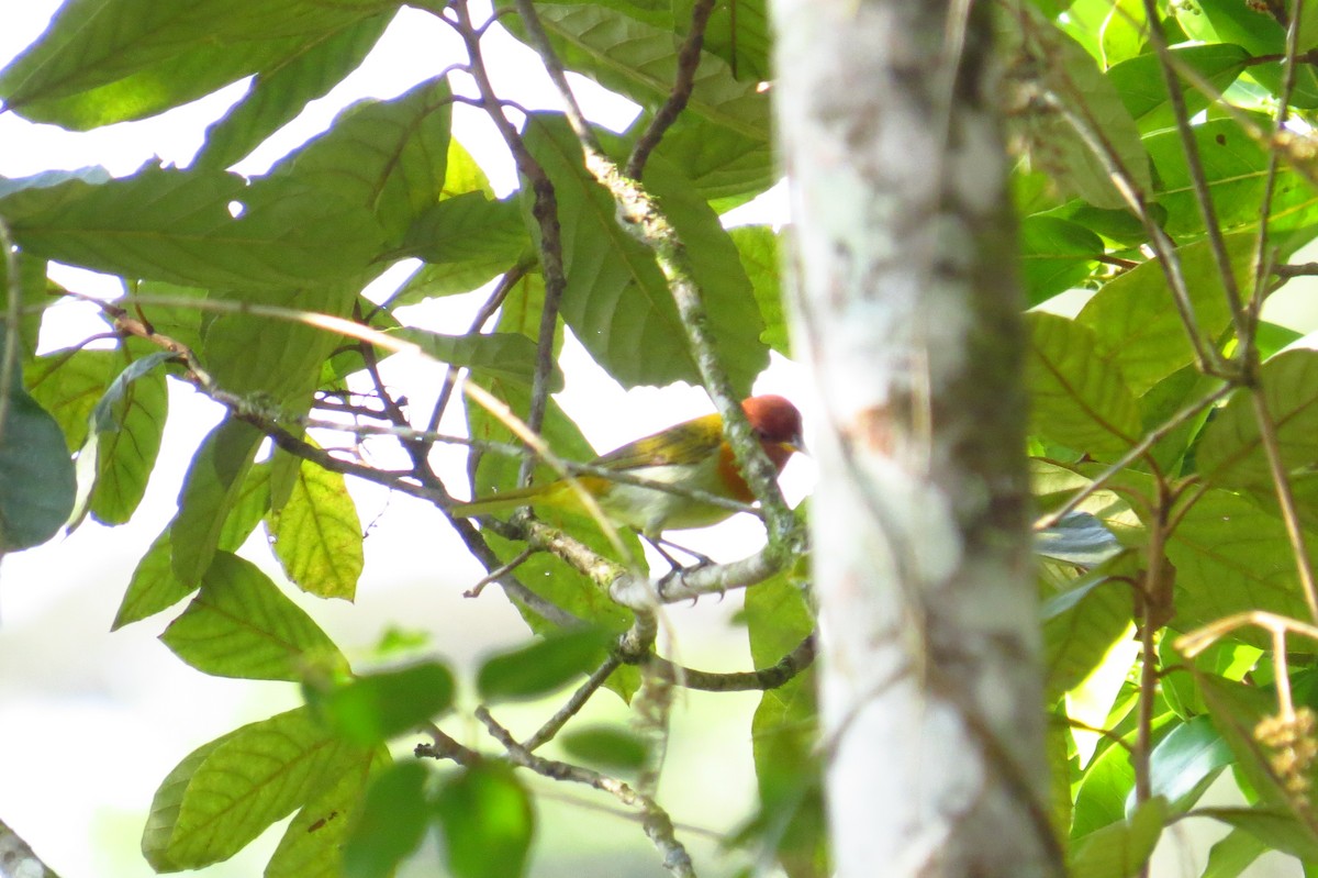 Rufous-headed Tanager - ML624271745