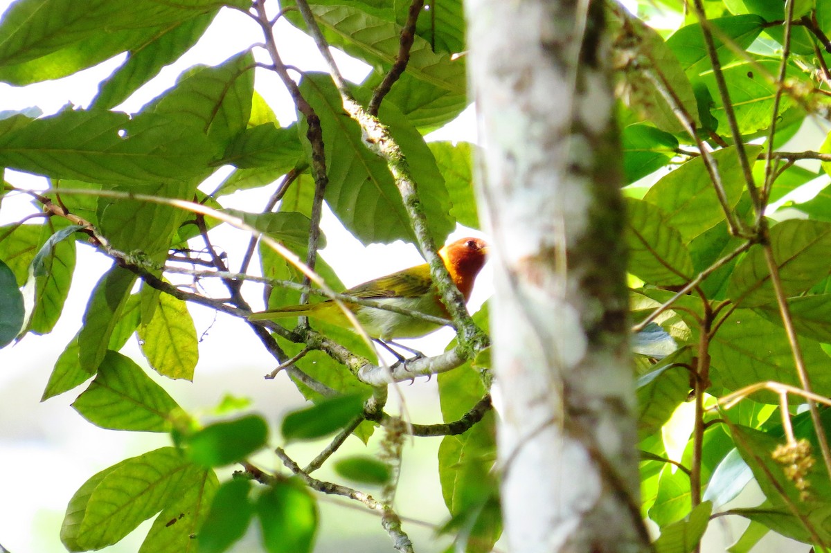 Rufous-headed Tanager - ML624271746
