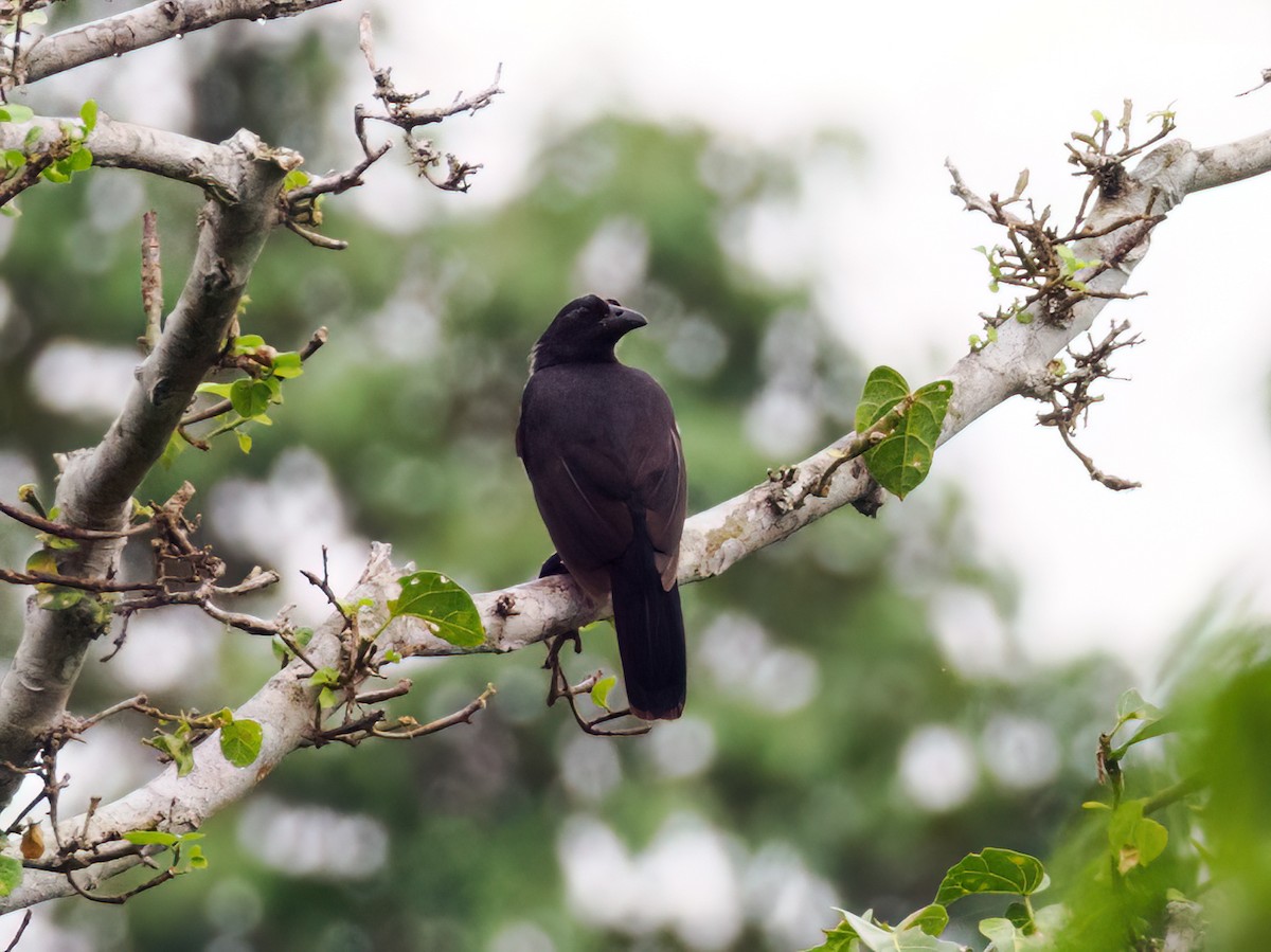 Halmahera Paradise-crow - ML624271767