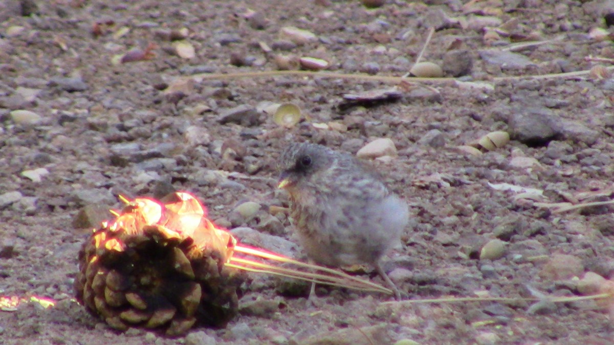 Dark-eyed Junco - ML624271781
