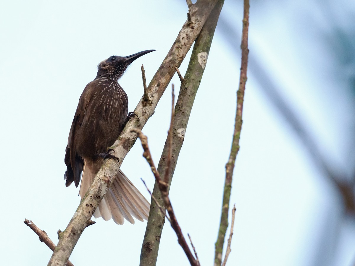 White-streaked Friarbird - ML624271784